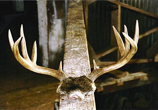 Trophy Blacktail: Scored 131 B&C